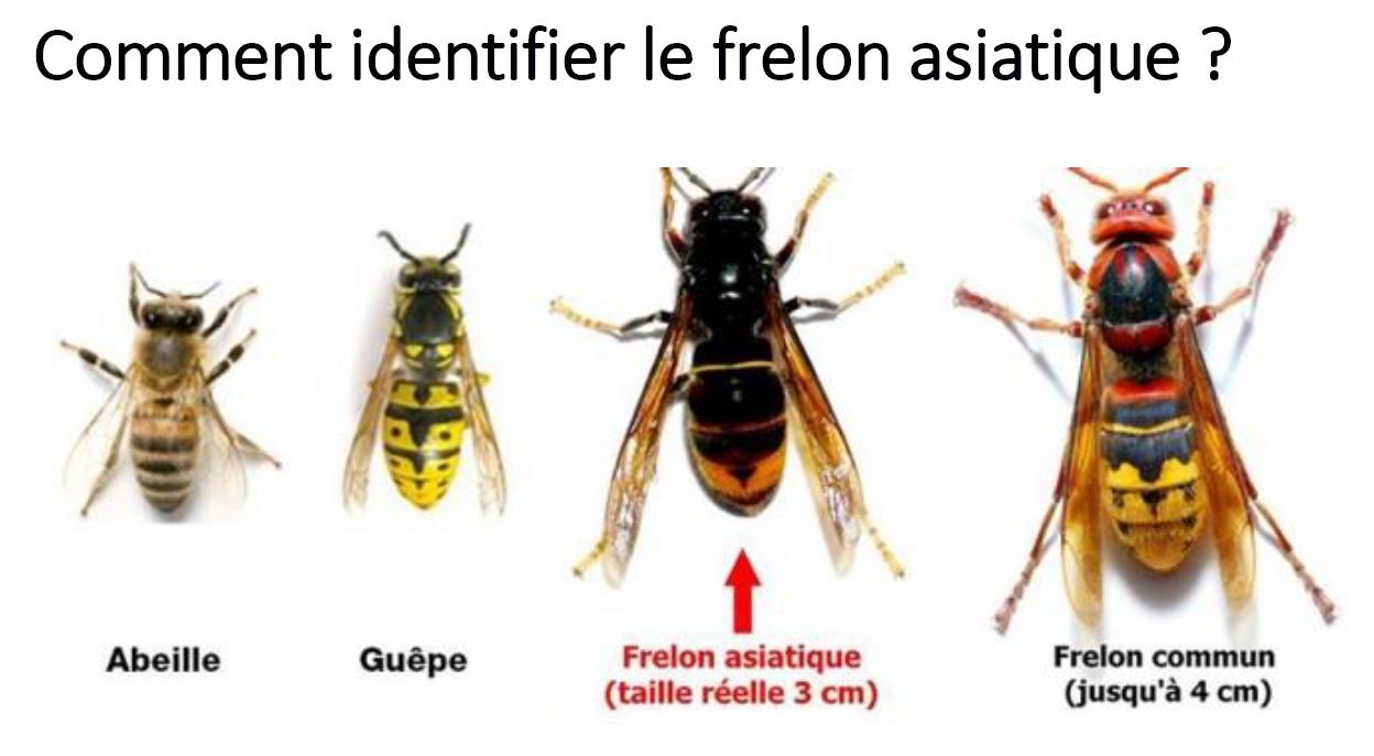 identification frelon asiatique