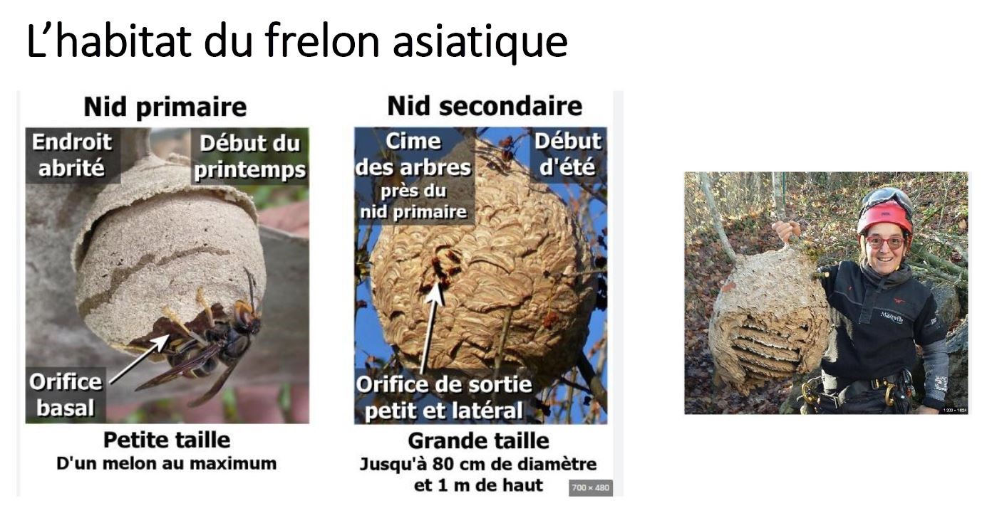identification nid frelon asiatique